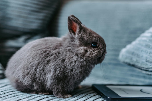 Как да четем удобно на различни устройства - таблет, телефон или e-reader - eКниги